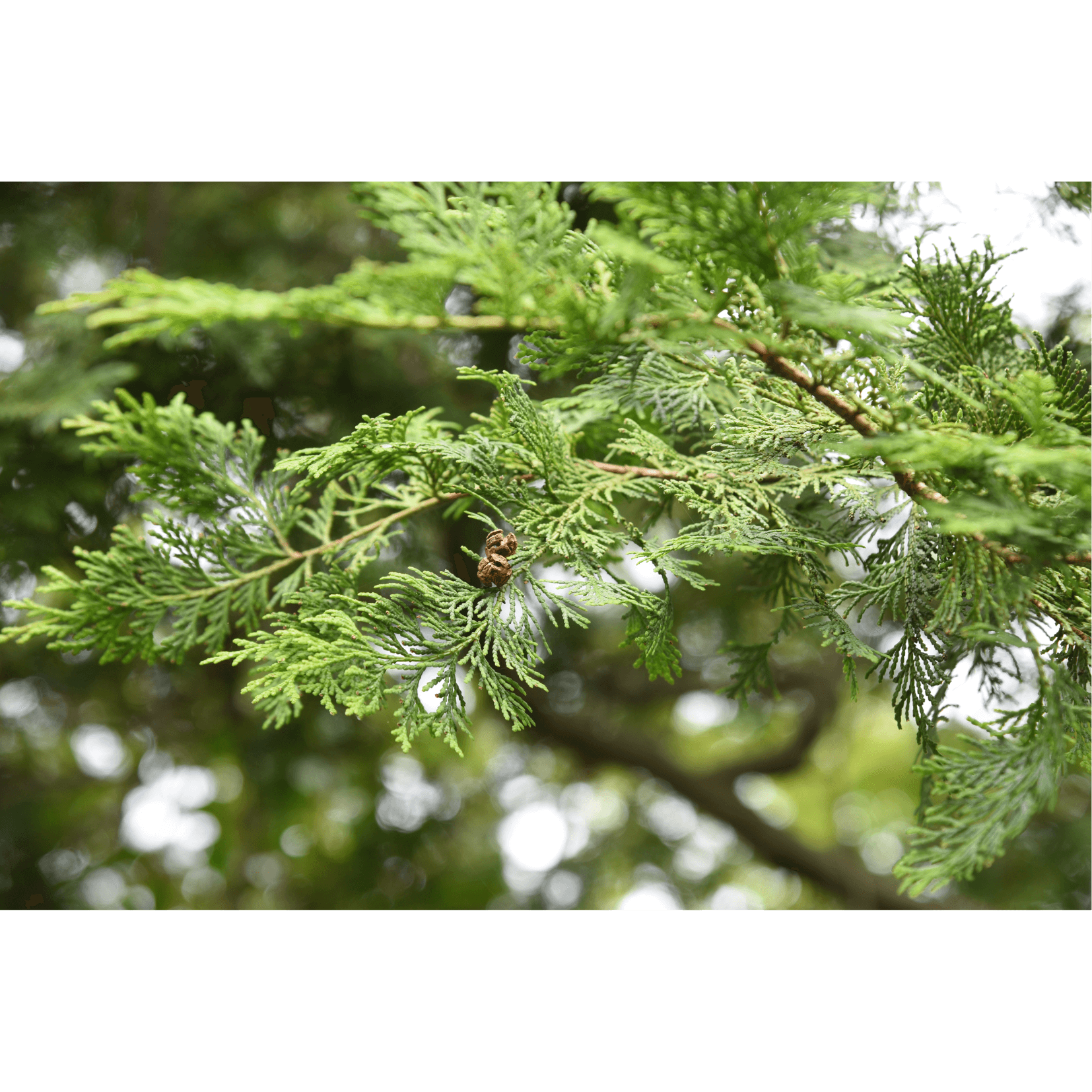 parfum agréable fruité huile crins cheval