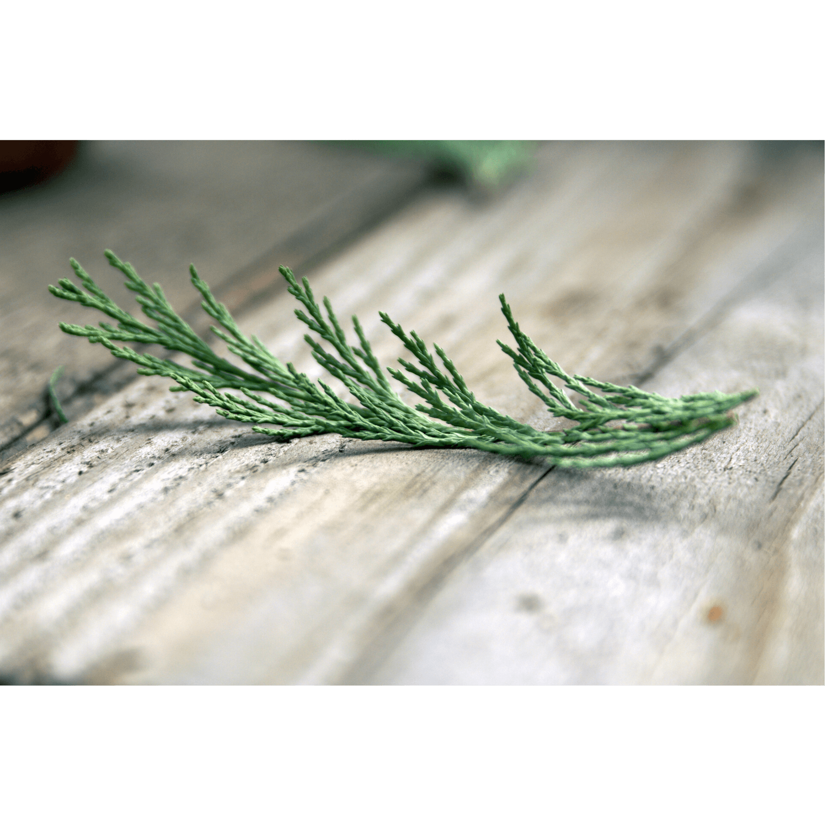 parfum agréable fruité huile crins cheval