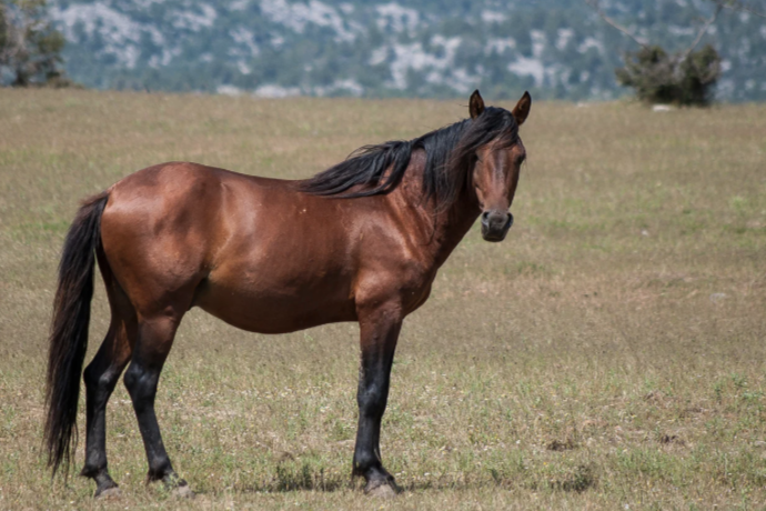 Dorsalgie cheval pr&eacute;vention