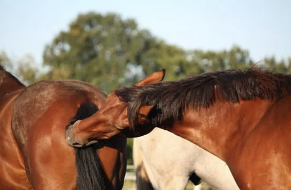 comportement agressif du cheval