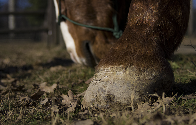 L'entretien des pieds de son cheval en 4 étapes - Le blog du site