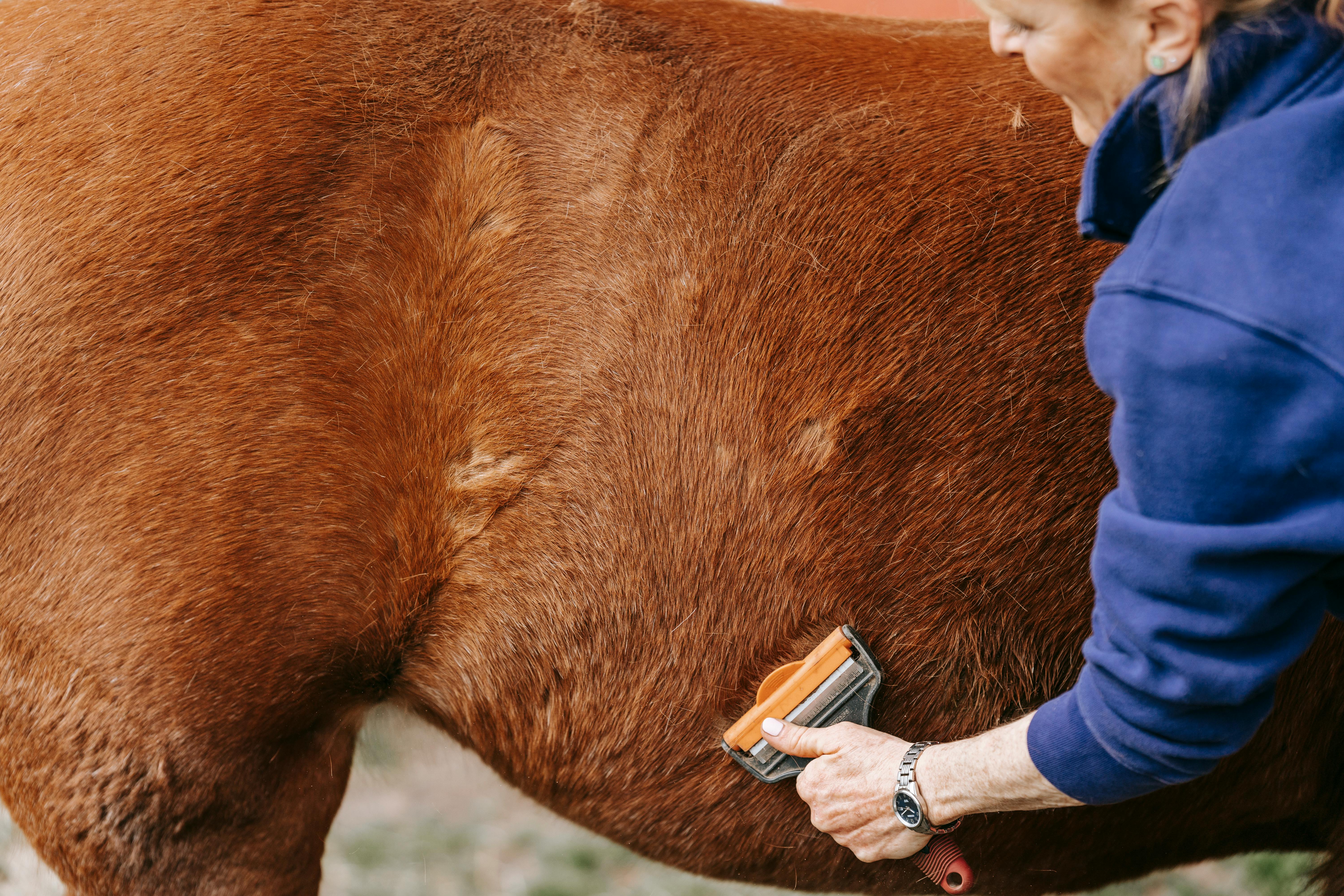 dermite estivale cheval 