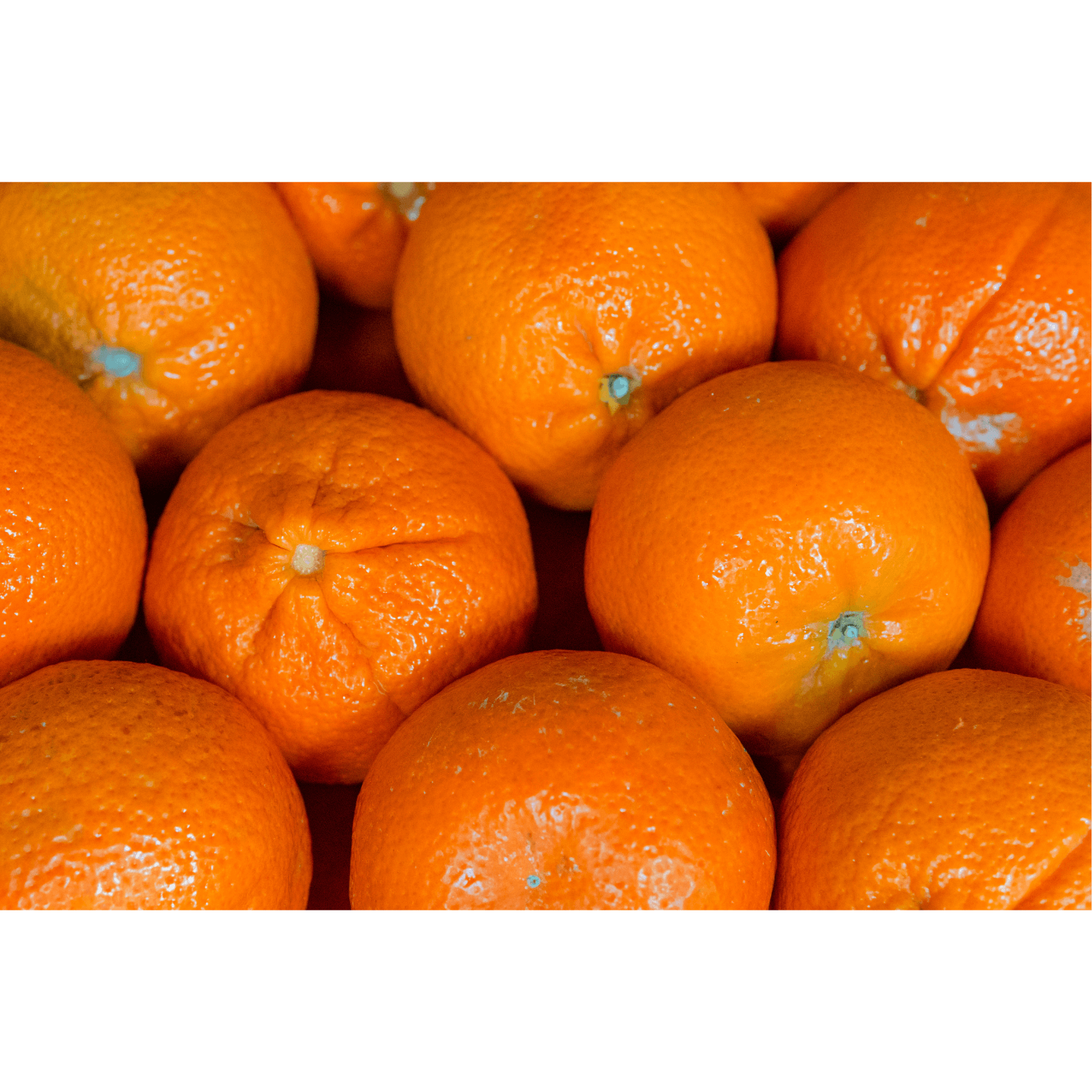 Orange natürliche Antioxidantien Pferde gesundheit