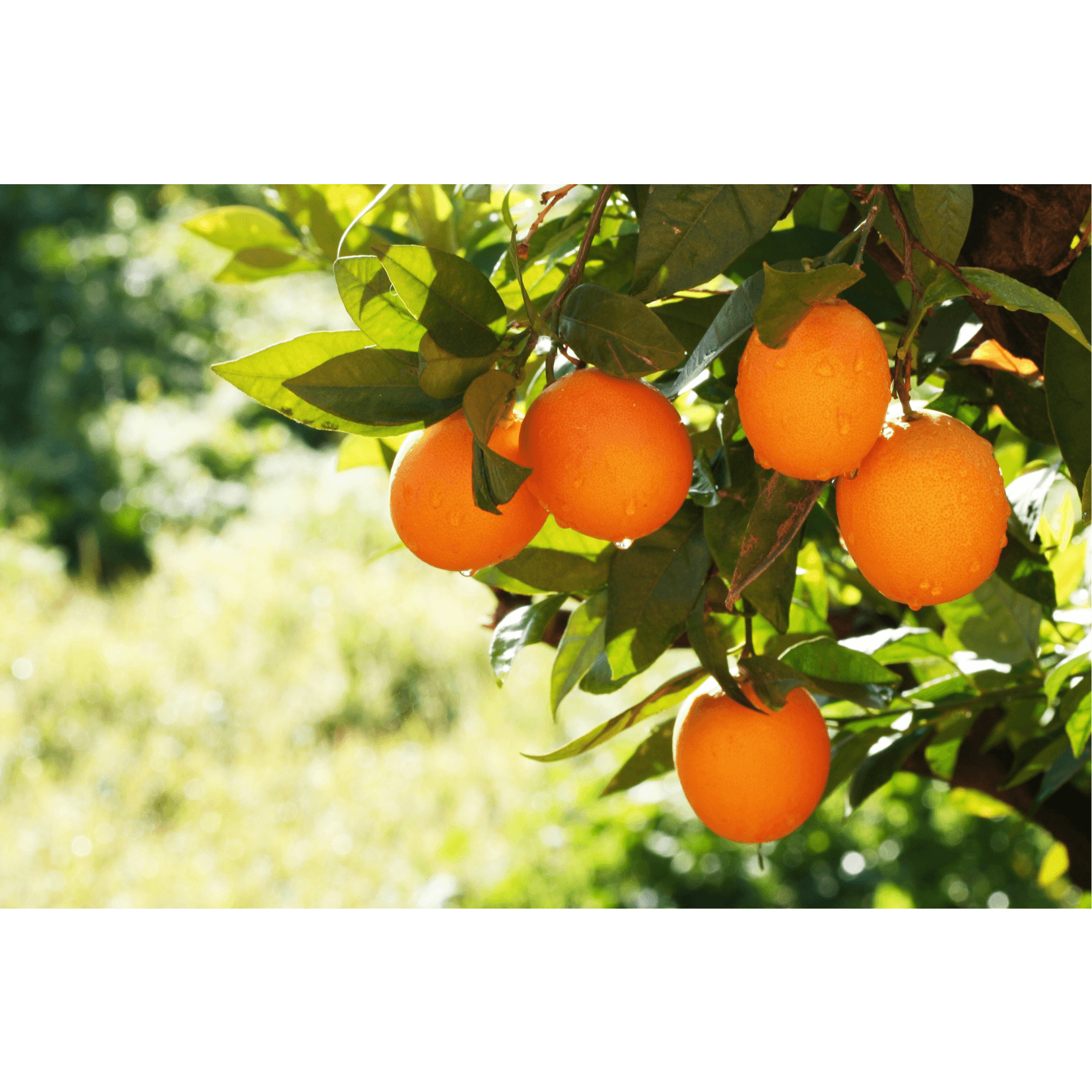 orange crins nettoyage douceur cheval