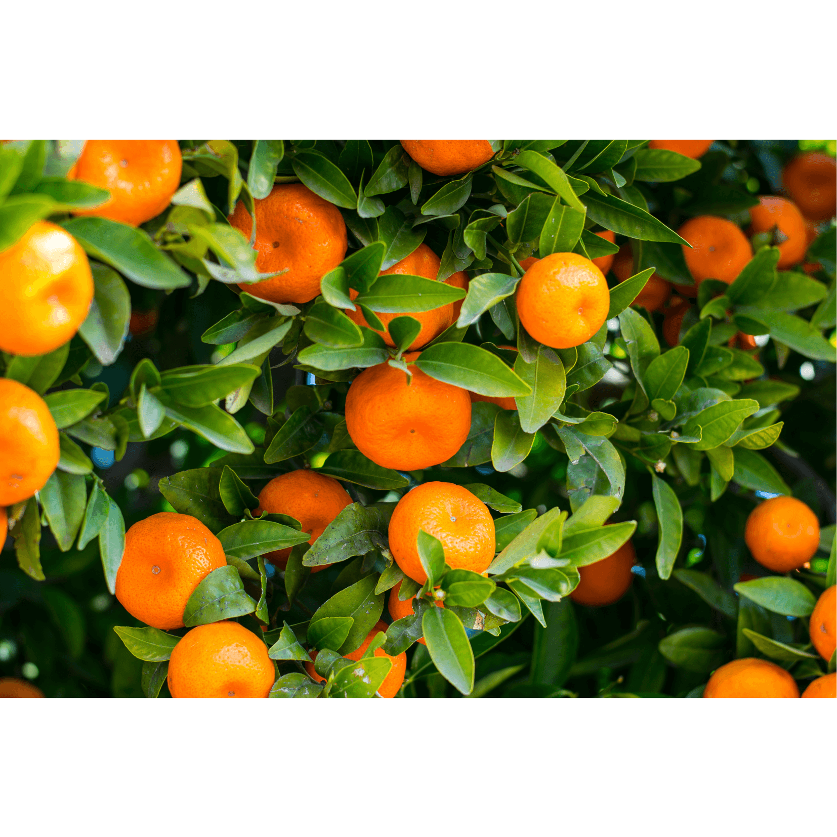 nettoyant saleté sébum crins mandarine cheval