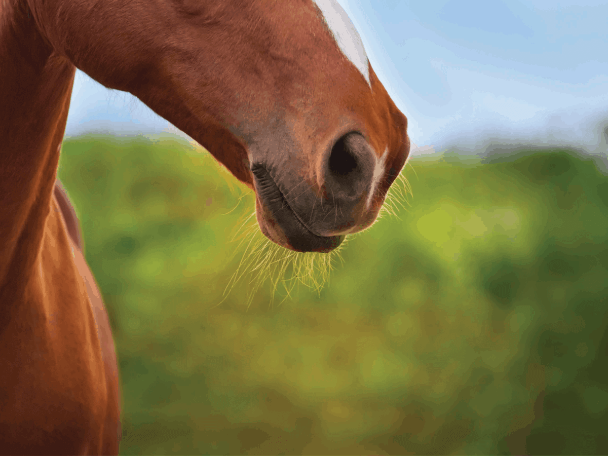 Respiration cheval thermoregulation