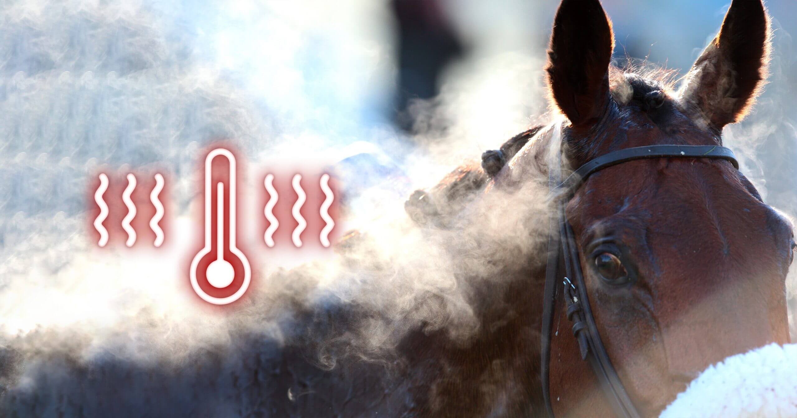 Vasodilatation cheval chaleur thermoregulation