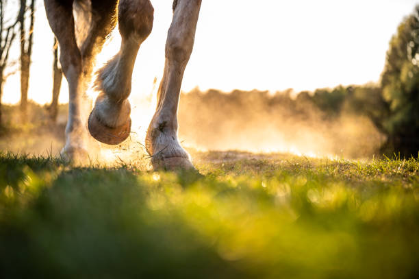 complication, moucherons symptômes cheval