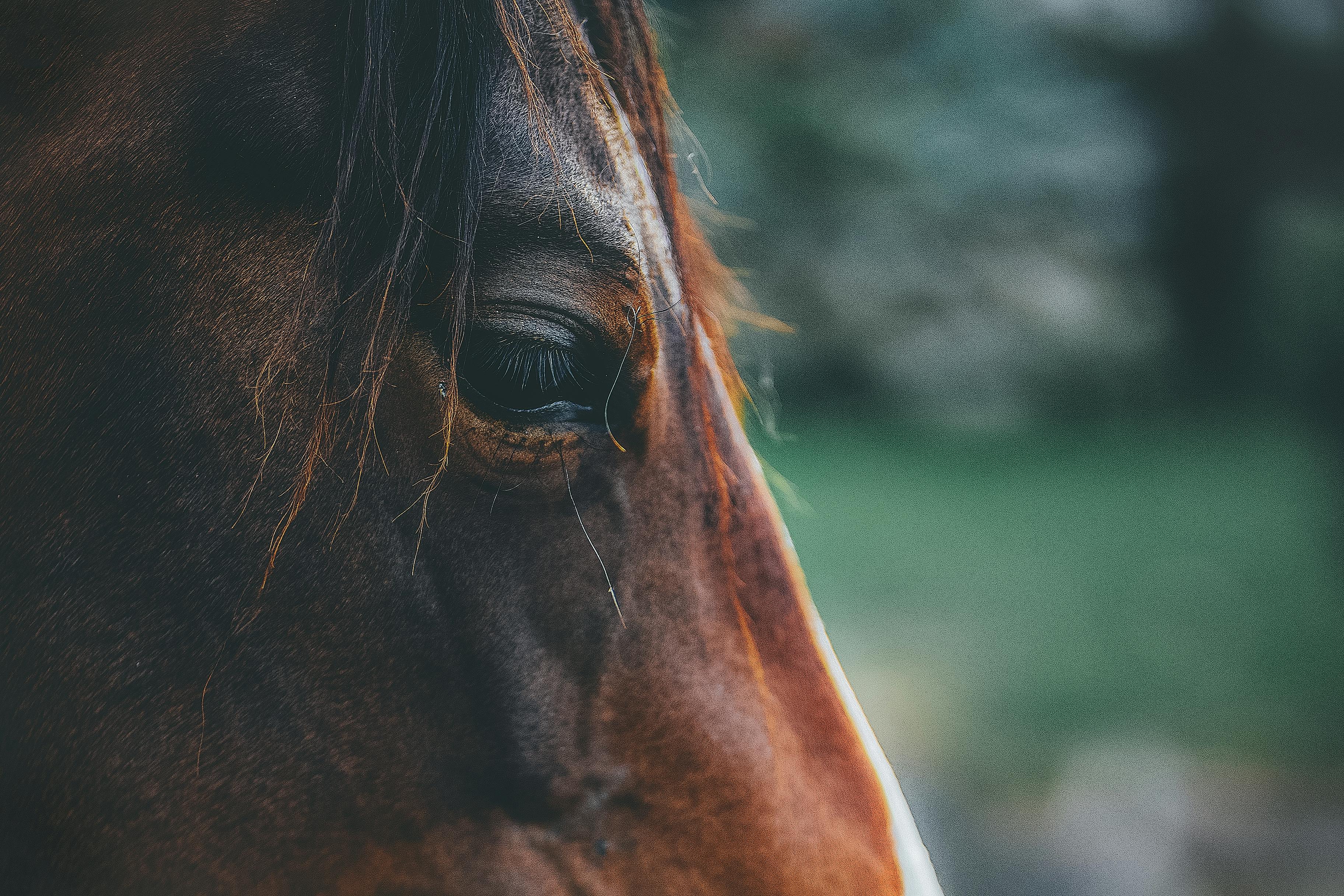 ulcères cheval