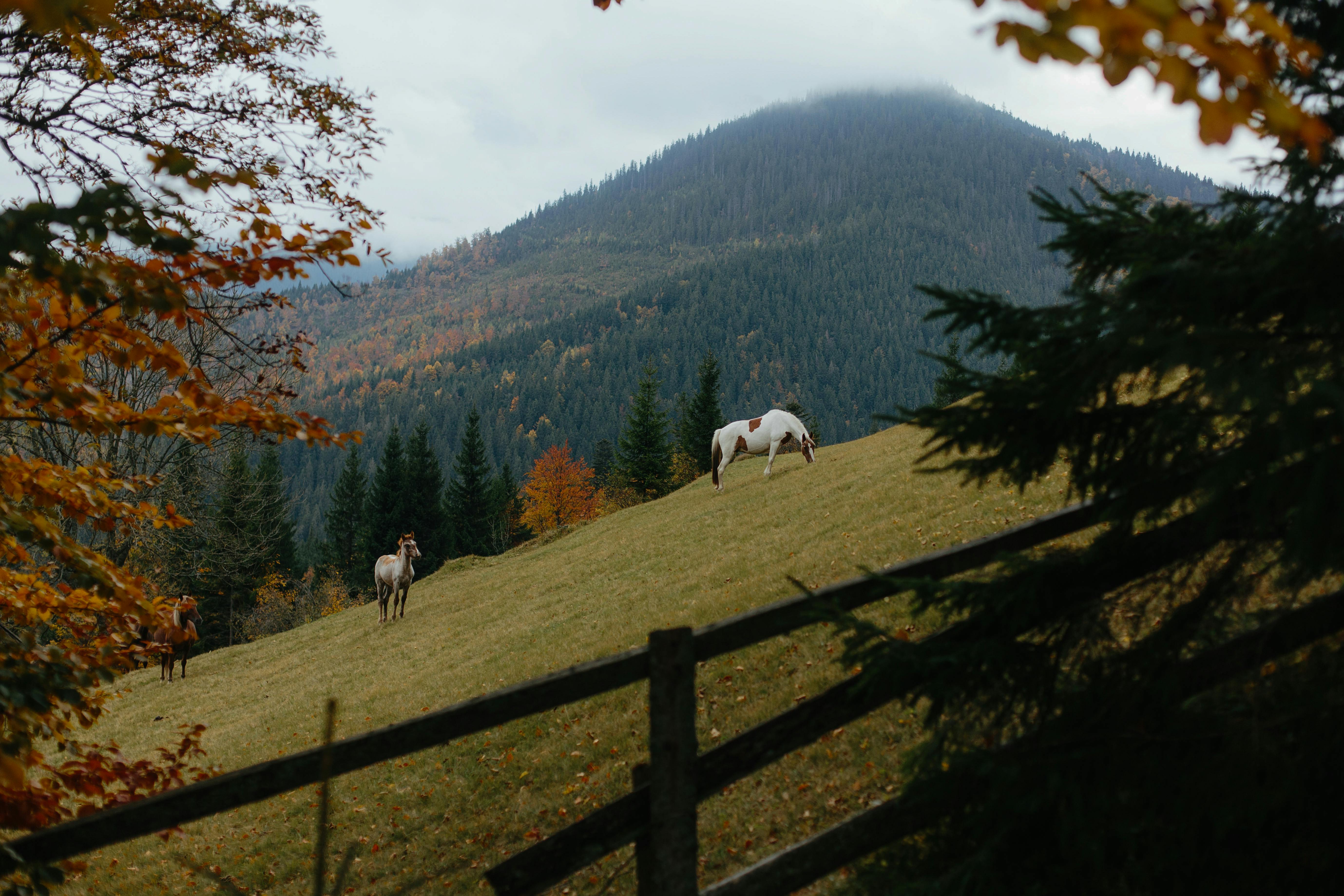modes hébergements et alimentation cheval