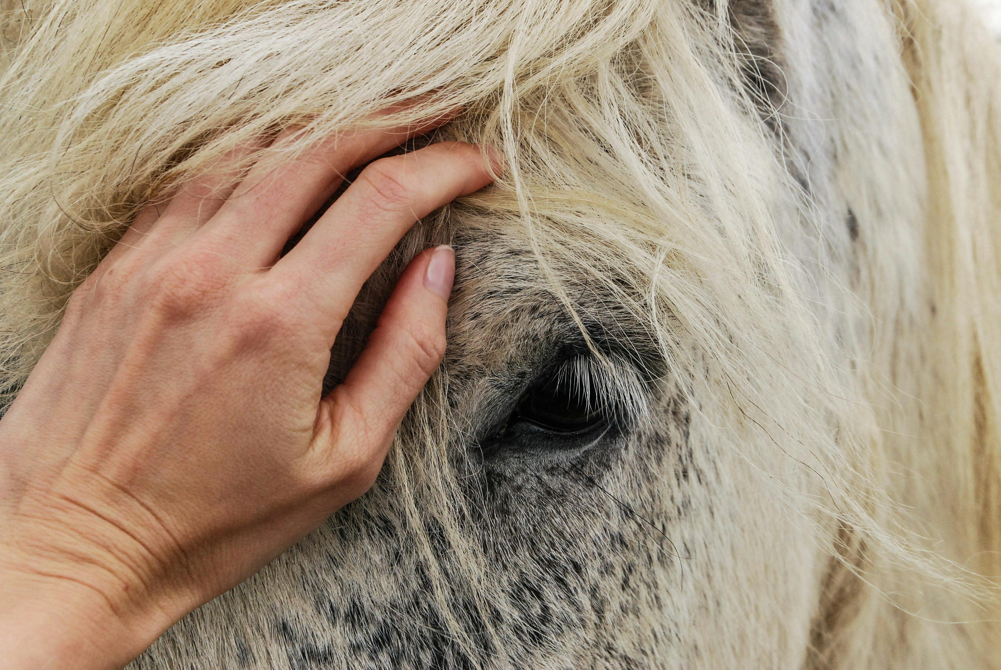 symptômes ulcères gastriques cheval