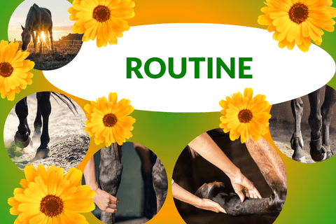 Handy Thematisches Routine-Banner