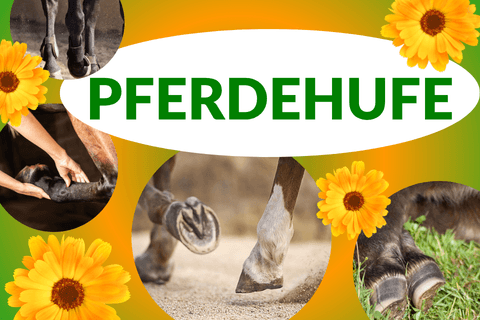 Pferdehufe Problemen