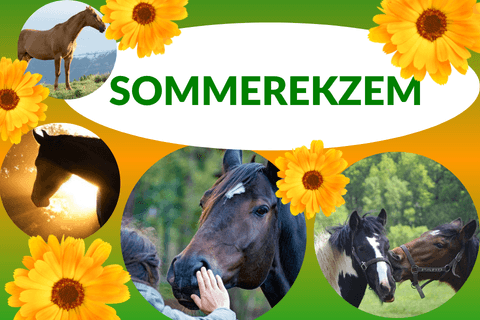 Dermatitis beim Pferd und Eseln
