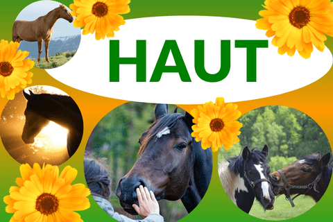 Dermatologische Erkrankungen beim Pferd