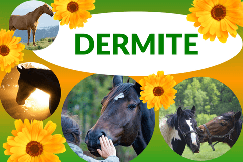 La dermite chez le cheval et l'&acirc;ne