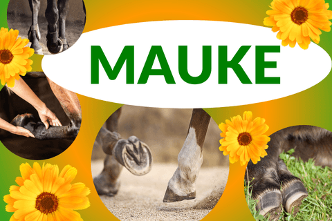 Themendossier zur Mauke beim Pferd