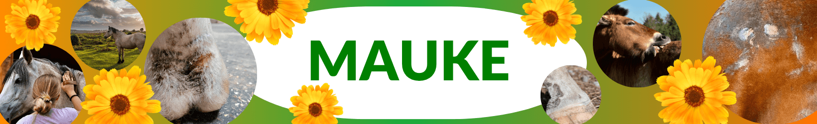 Themendossier zur Mauke beim Pferd und Eseln
