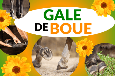 Th&eacute;matique de la gale de boue chez le cheval et l'&acirc;ne