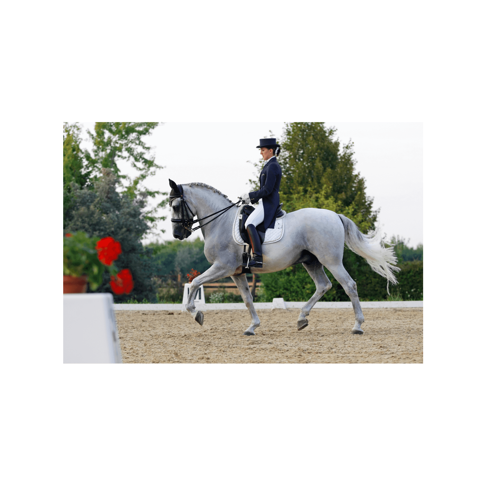 jeux olympiques cheval &eacute;quitation