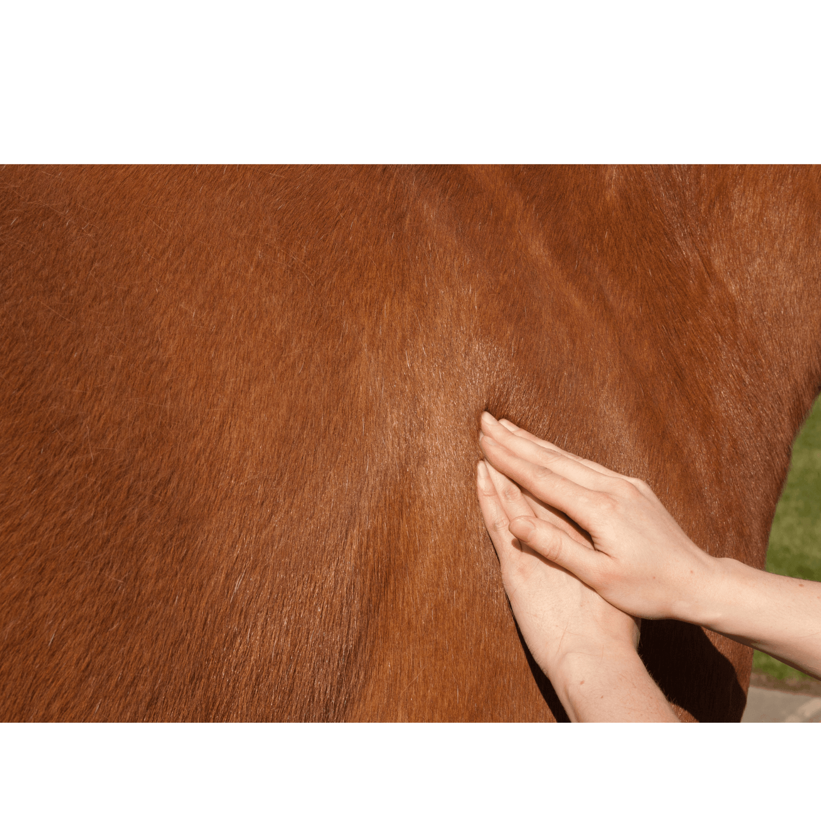 l&eacute;sions musculaires risque sant&eacute;