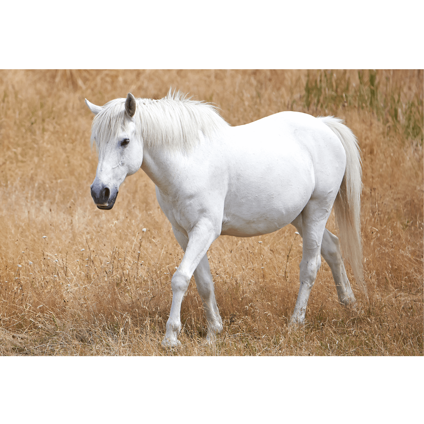 rhabdomyolyse sant&eacute; cheval risque
