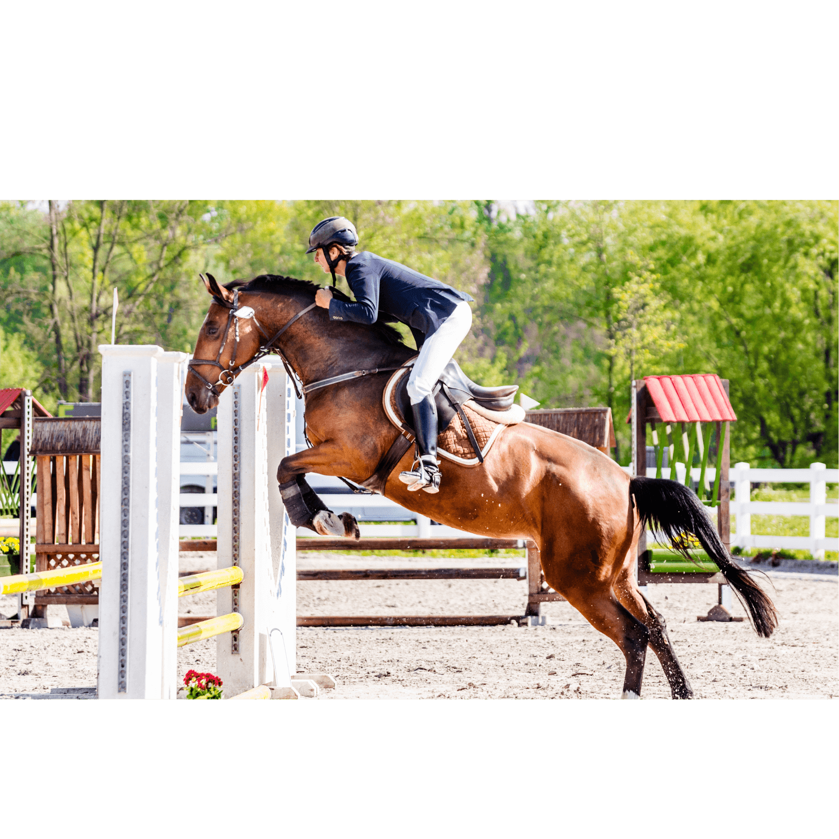 jeux olympiques cheval athl&egrave;te comp&eacute;tition &eacute;quitation