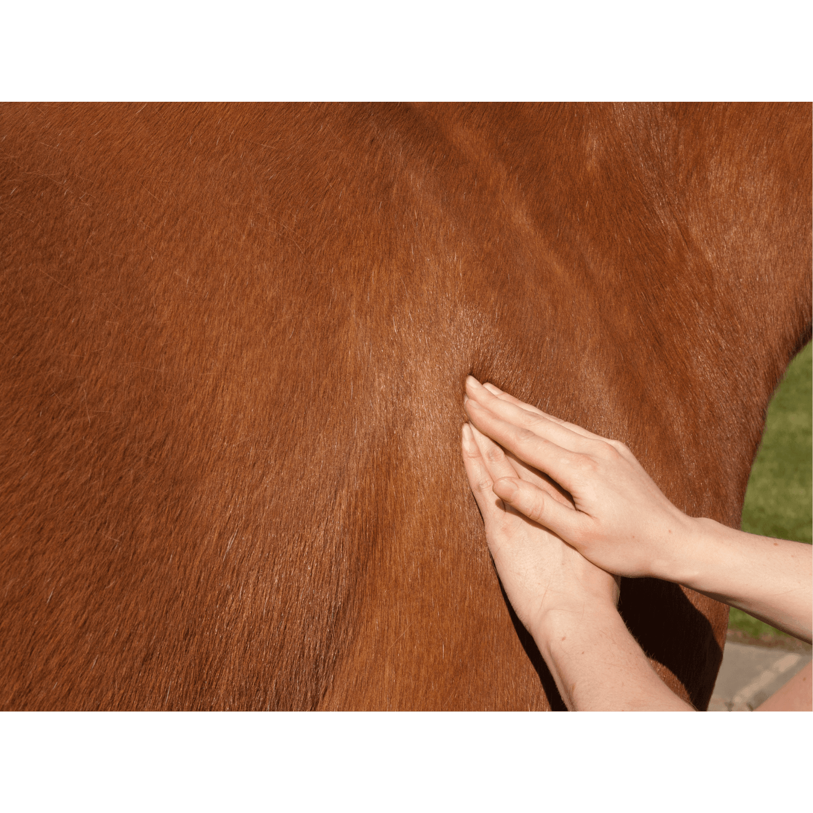importance massage cheval bienfaits b&eacute;n&eacute;fices
