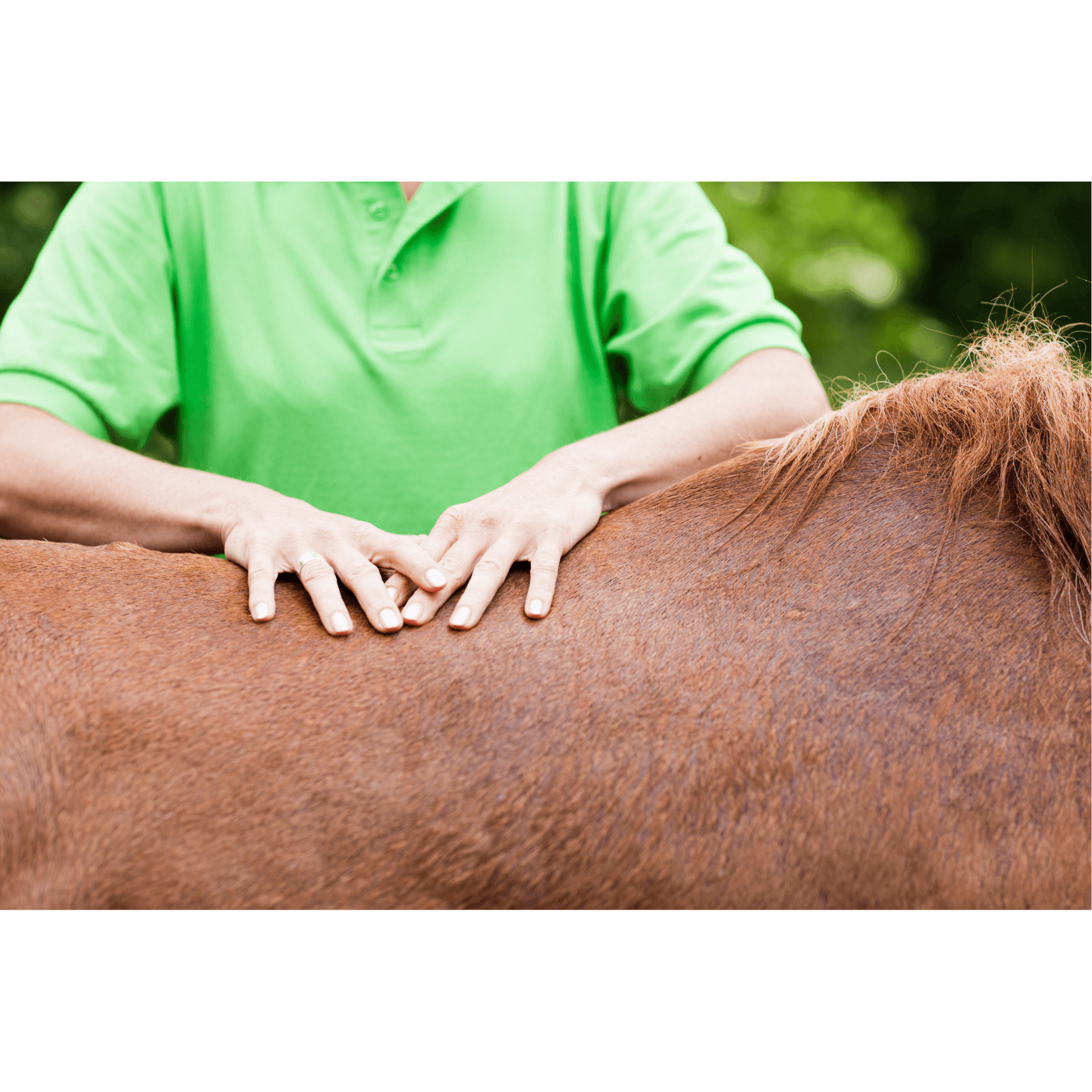 massage soins peau cheval dermite estivale