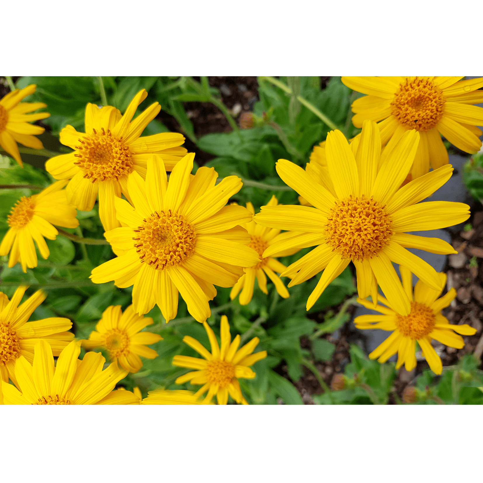 mac&eacute;r&acirc;t arnica anti-inflammatoire, analg&eacute;sique