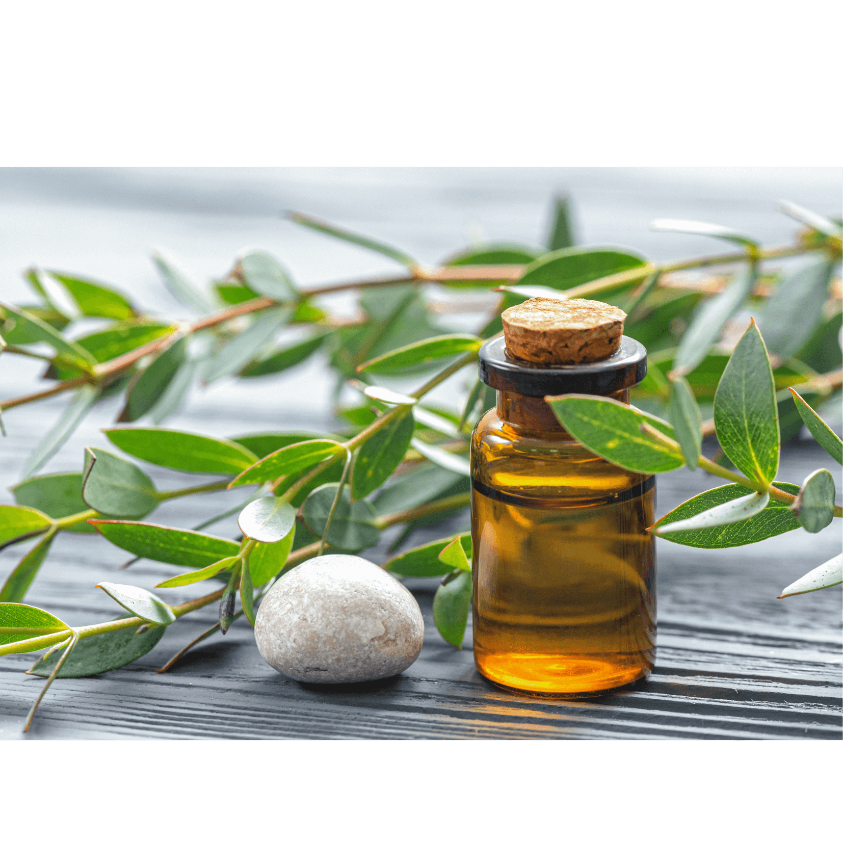 huile essentielle eucalyptus effet rafra&icirc;chissant revigorant