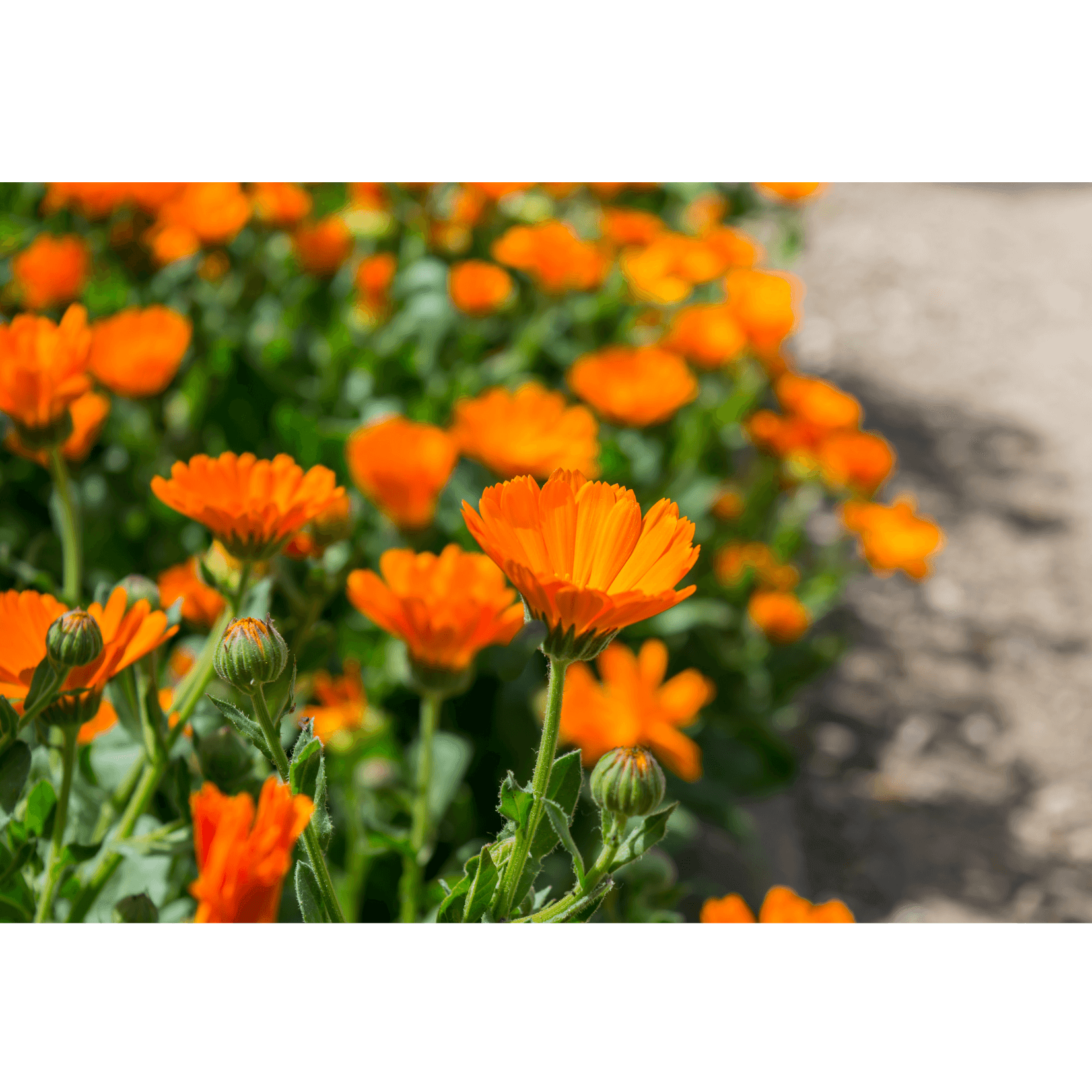 mac&eacute;r&acirc;t calendula propri&eacute;t&eacute;s cicatrisante apaisante