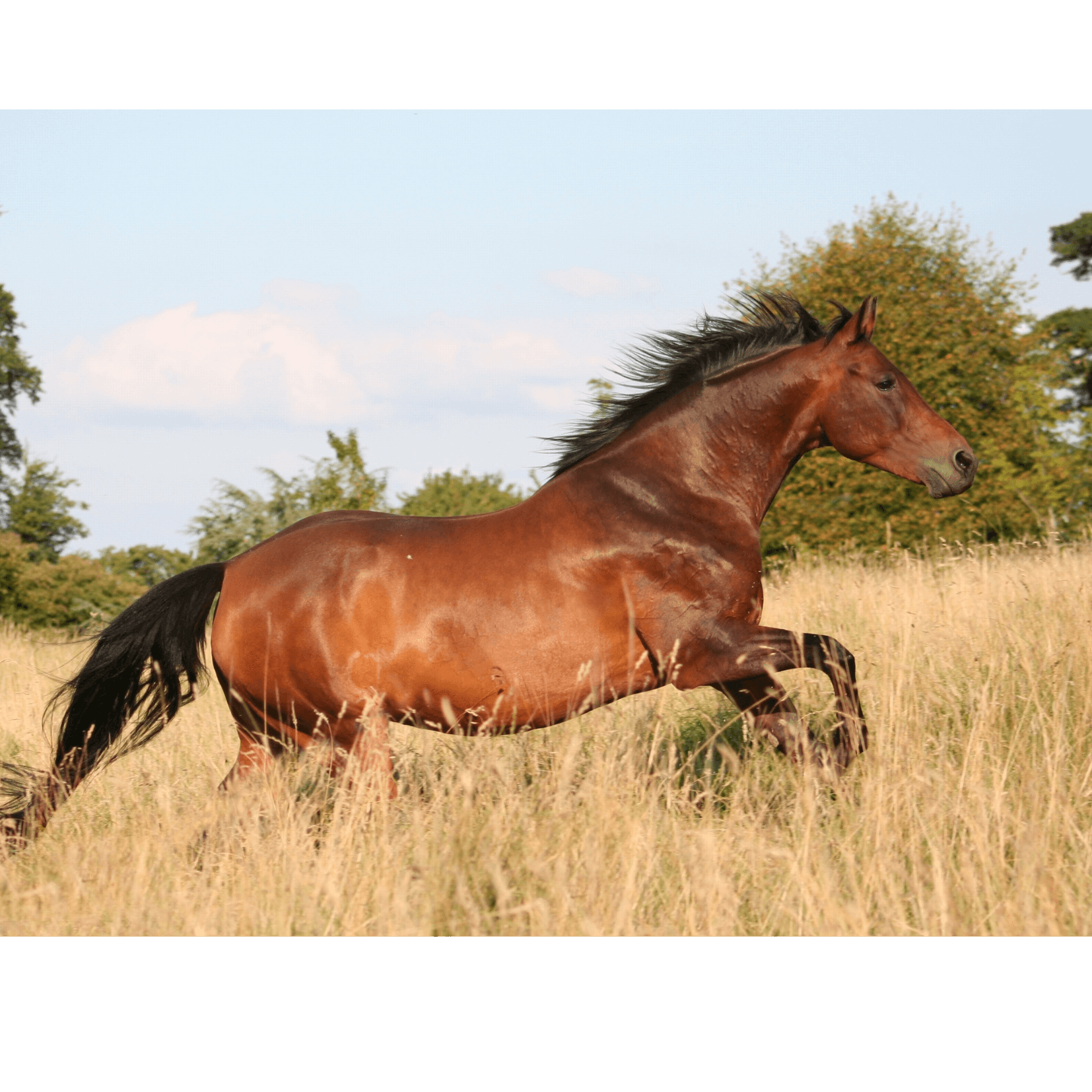 perception zones tension cheval