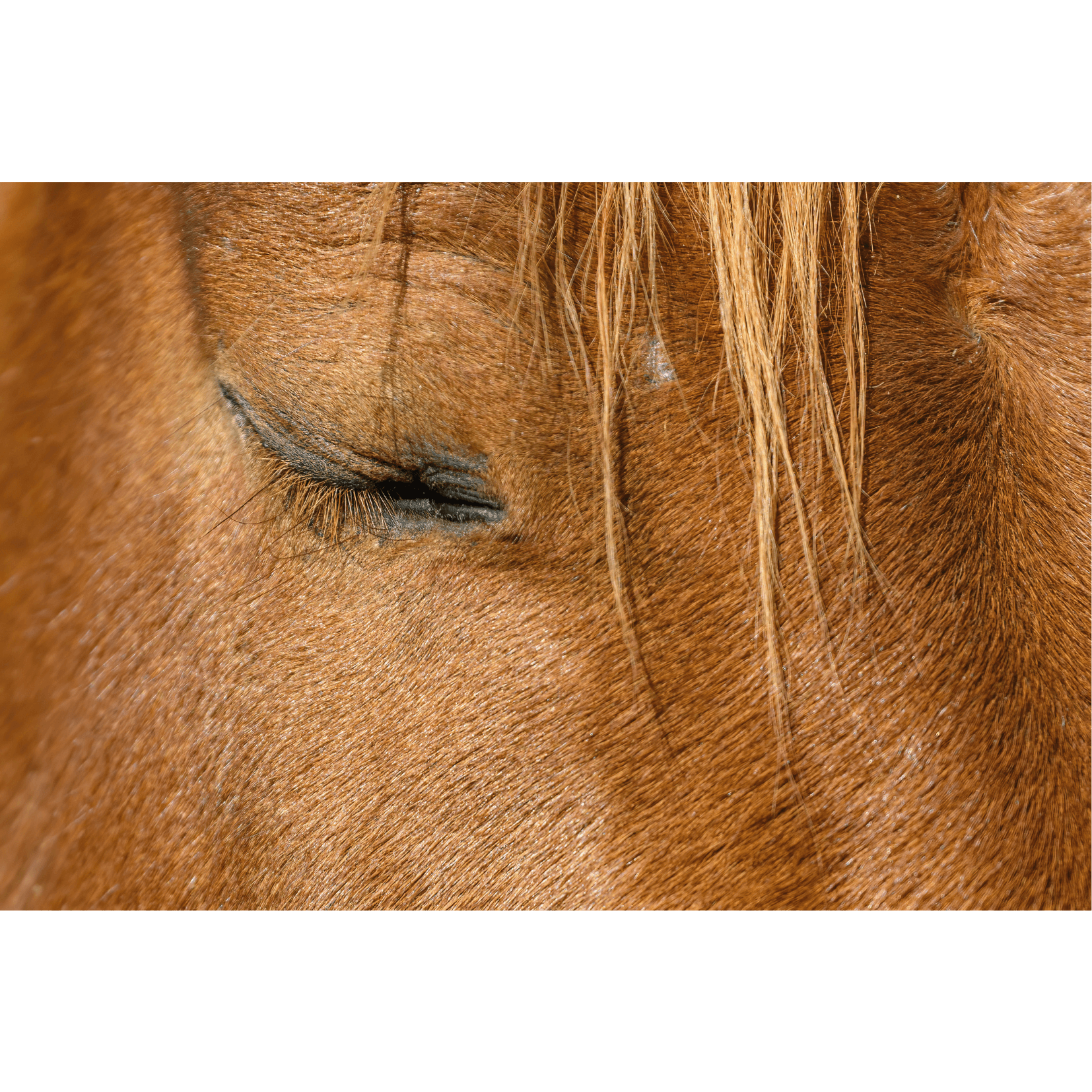 yeux mi-clos ferm&eacute;s d&eacute;tente cheval