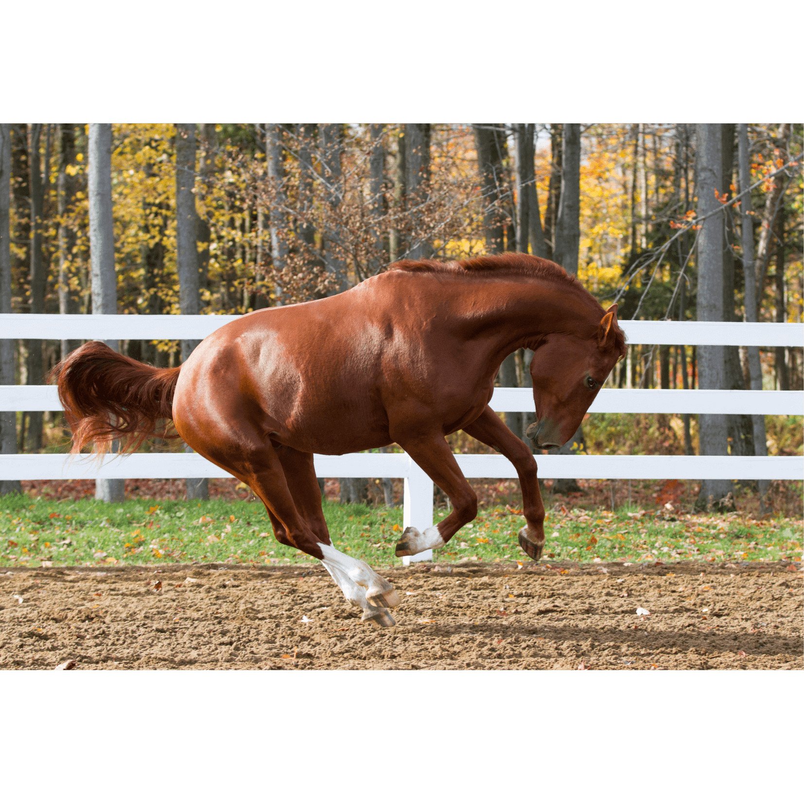 t&ecirc;te baiss&eacute;e cheval relaxation