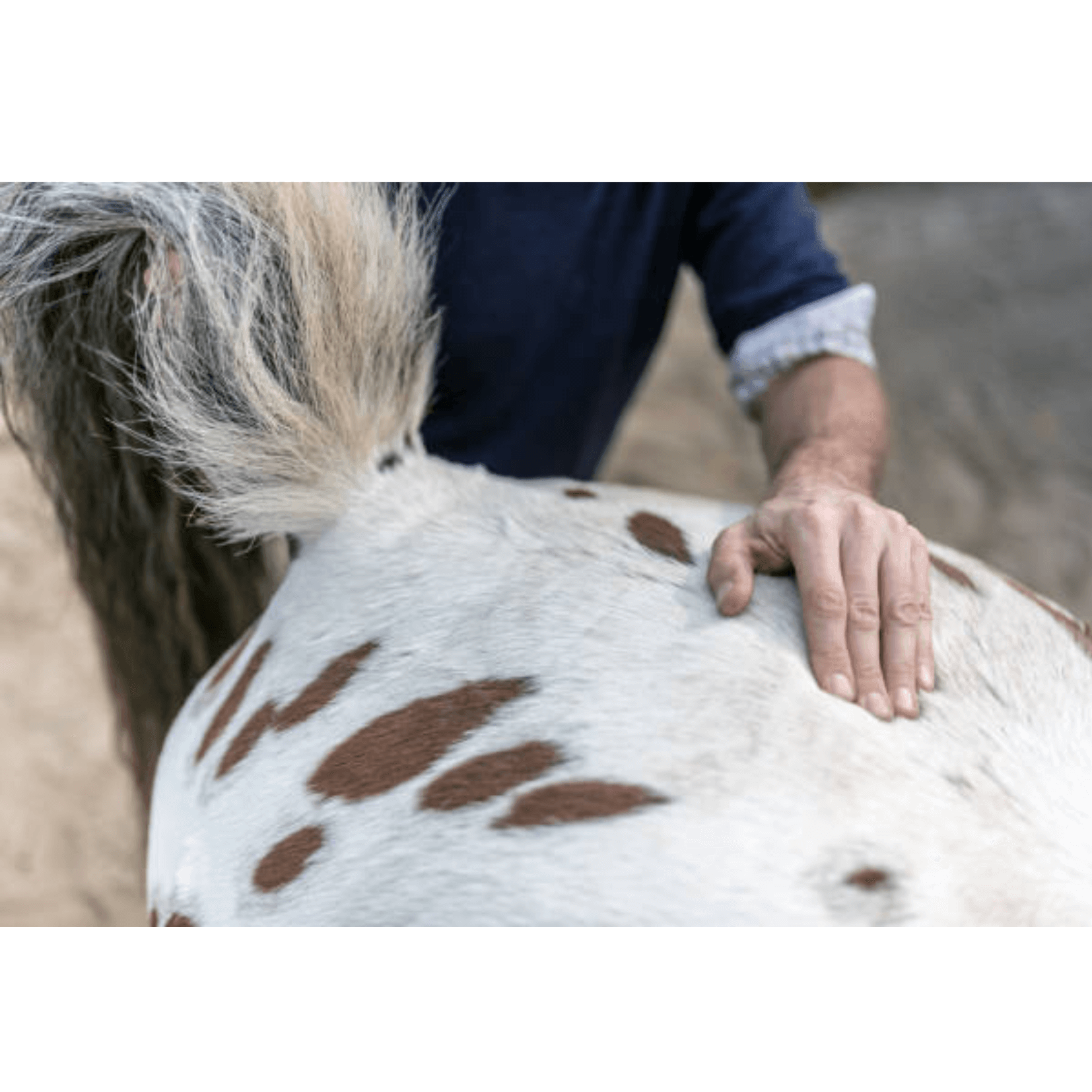 effleurage massage d&eacute;tente cheval