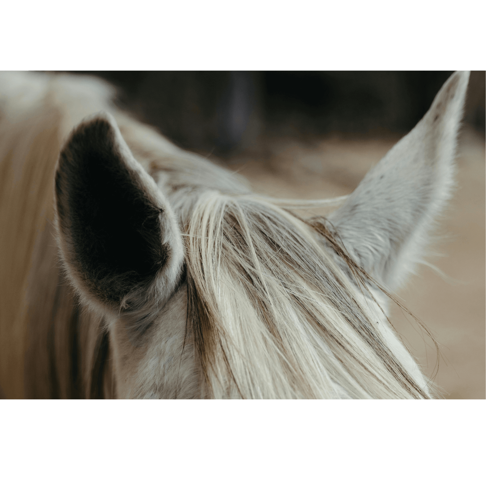oreilles d&eacute;tendues cheval 