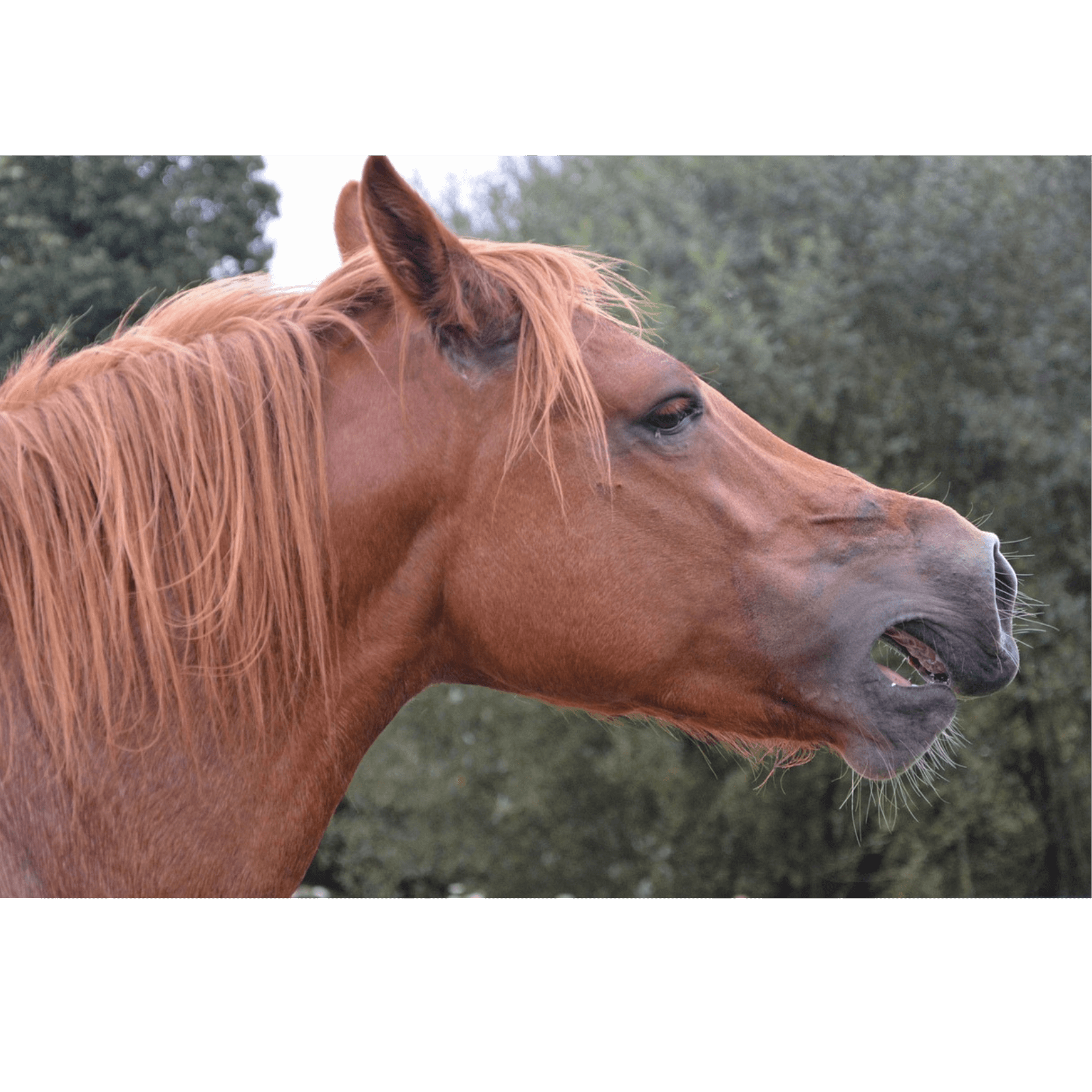 m&acirc;choire rel&acirc;ch&eacute;e cheval d&eacute;tendu