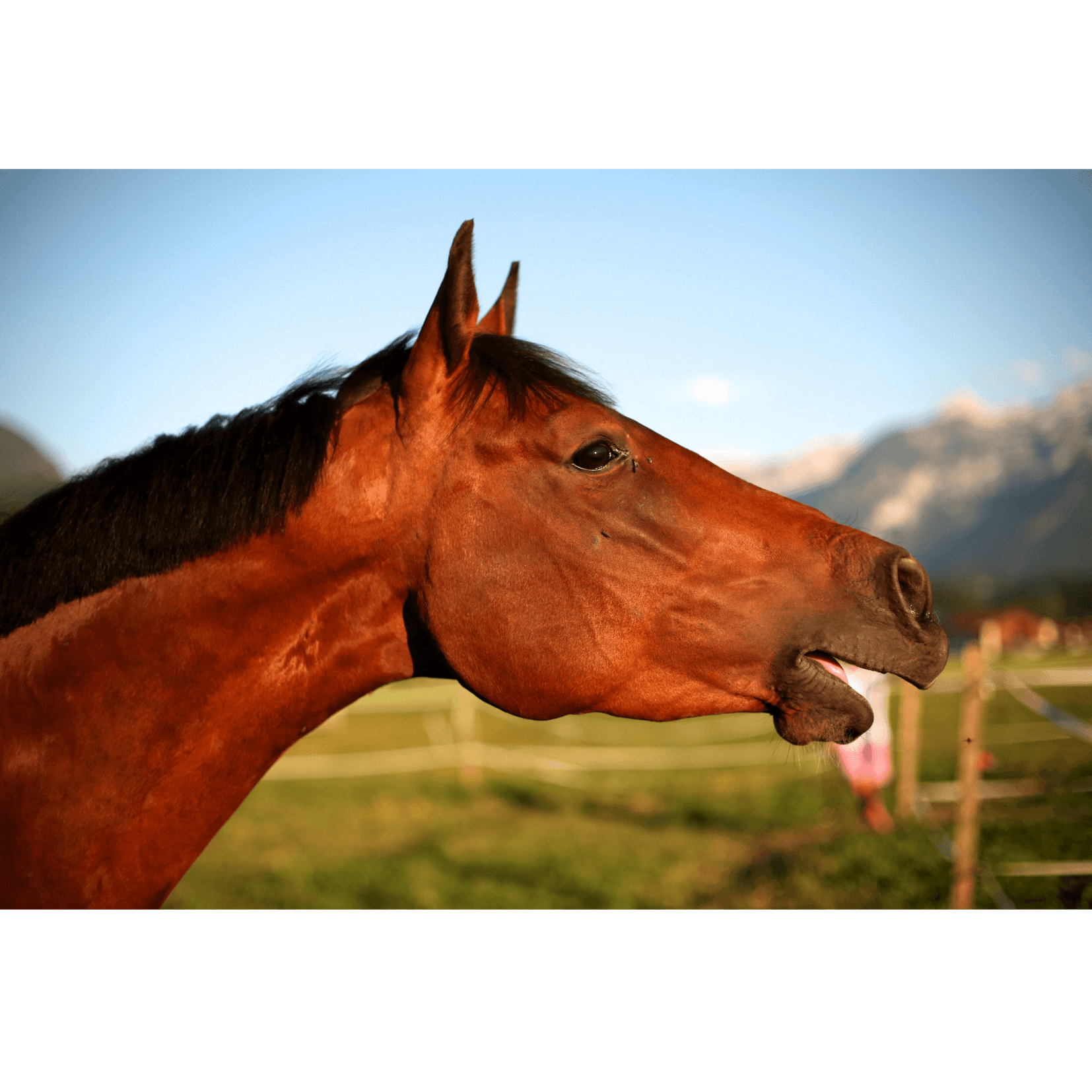 soupirs cheval massage rel&acirc;chement tensions