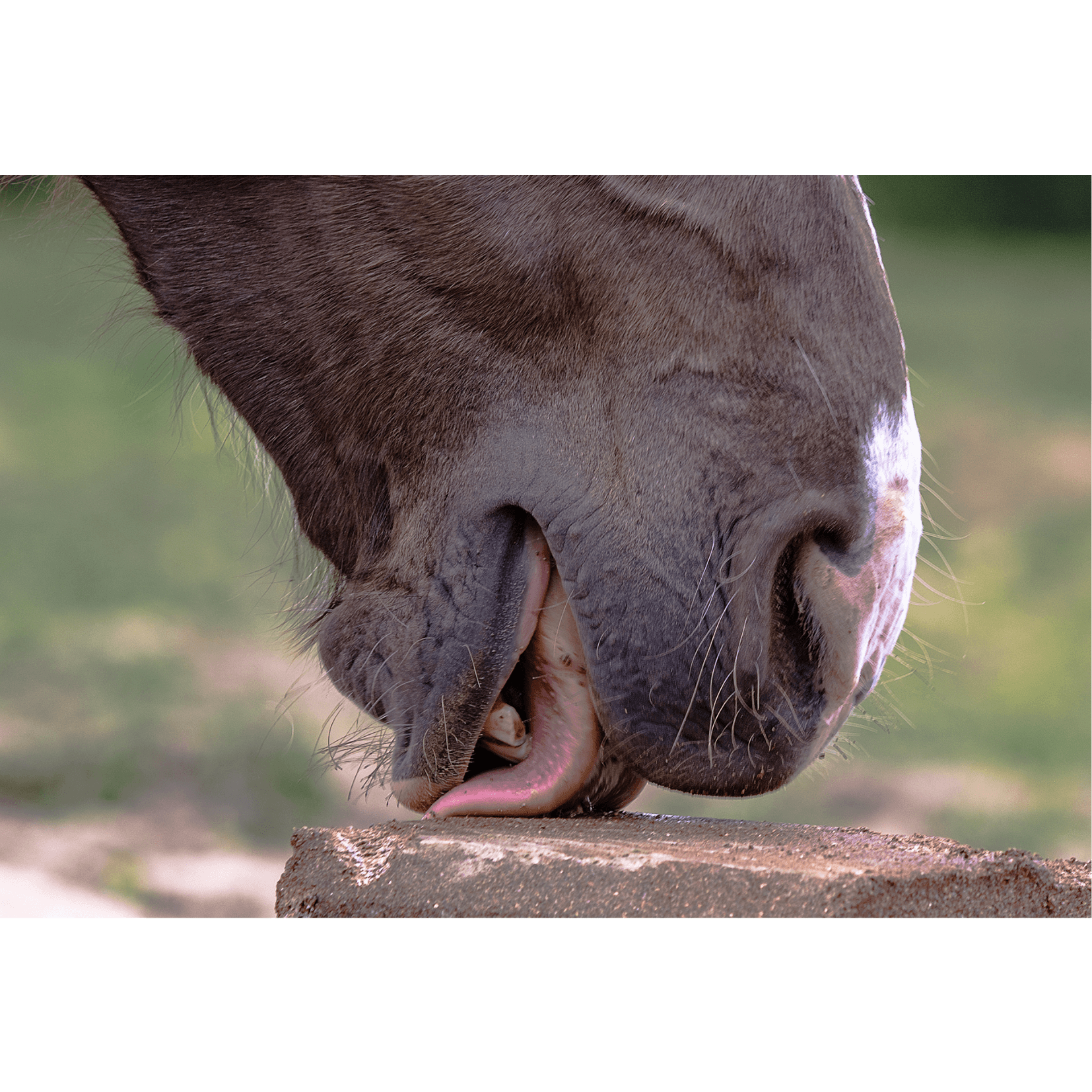 l&eacute;chage m&acirc;chonnement massage cheval