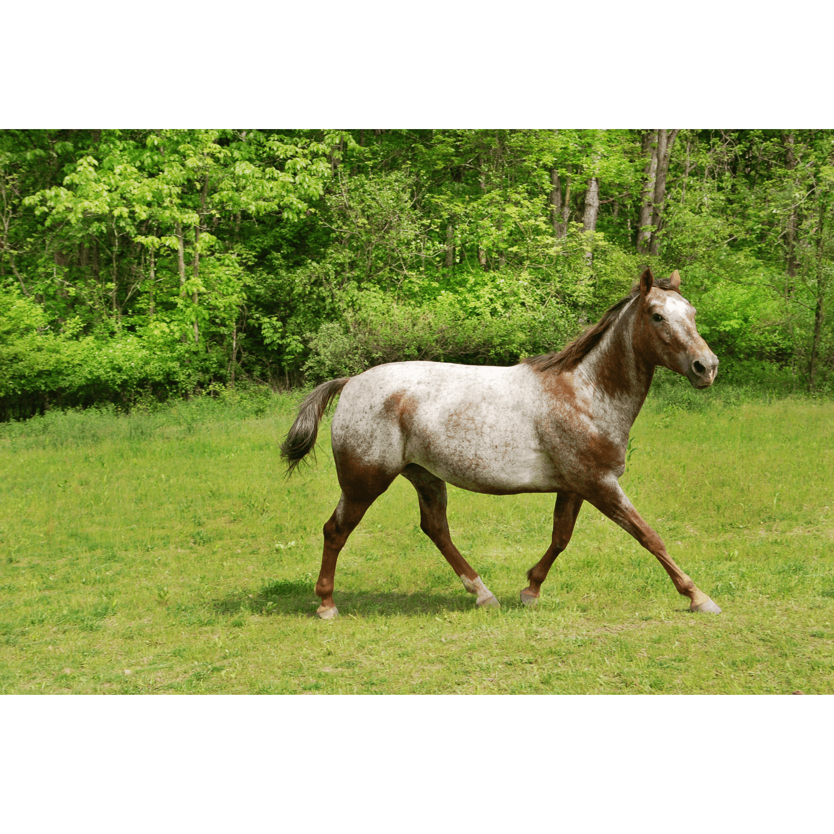 am&eacute;lioration d&eacute;marche massage cheval