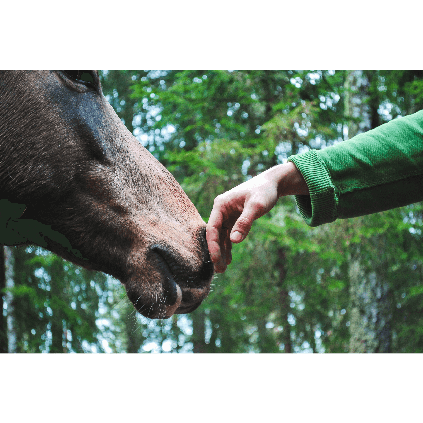 r&eacute;ponse toucher massage cheval