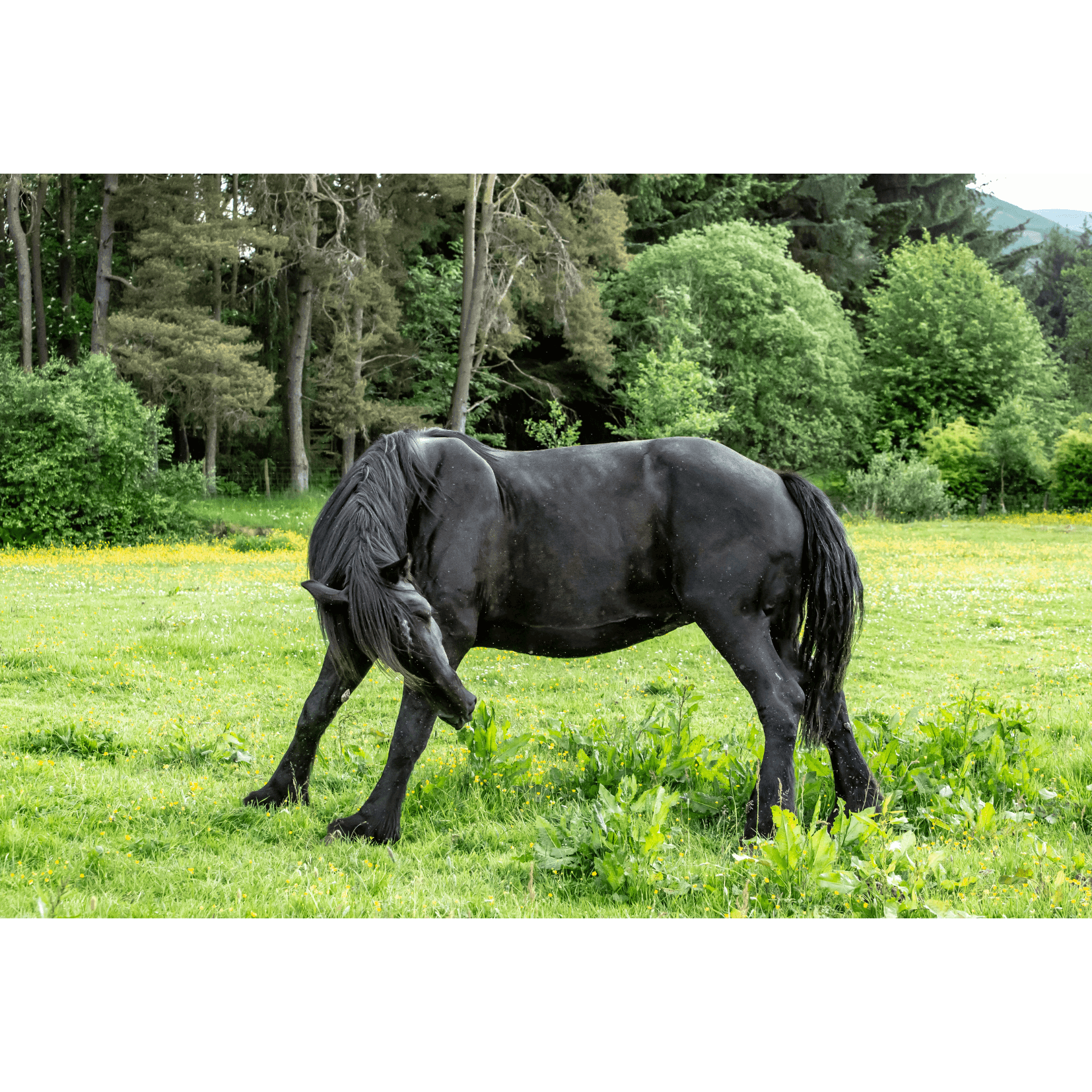 mobilit&eacute; accrue massage cheval