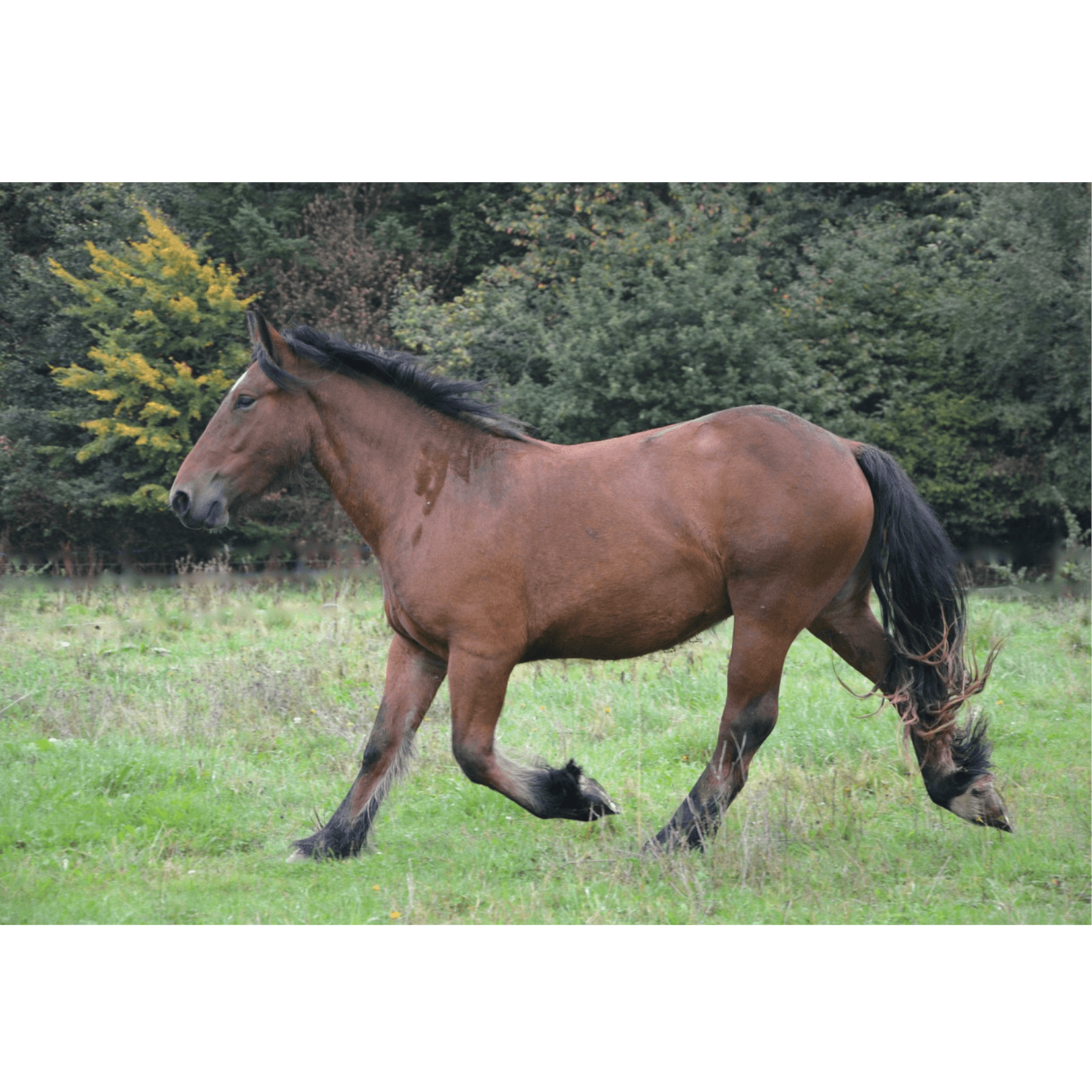 comportement d&eacute;tendu massage cheval