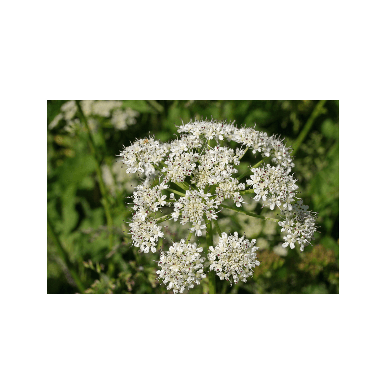 berce commune heracleum sphondylium photosensibilisante s&egrave;ve furocoumarines furanocoumarines
