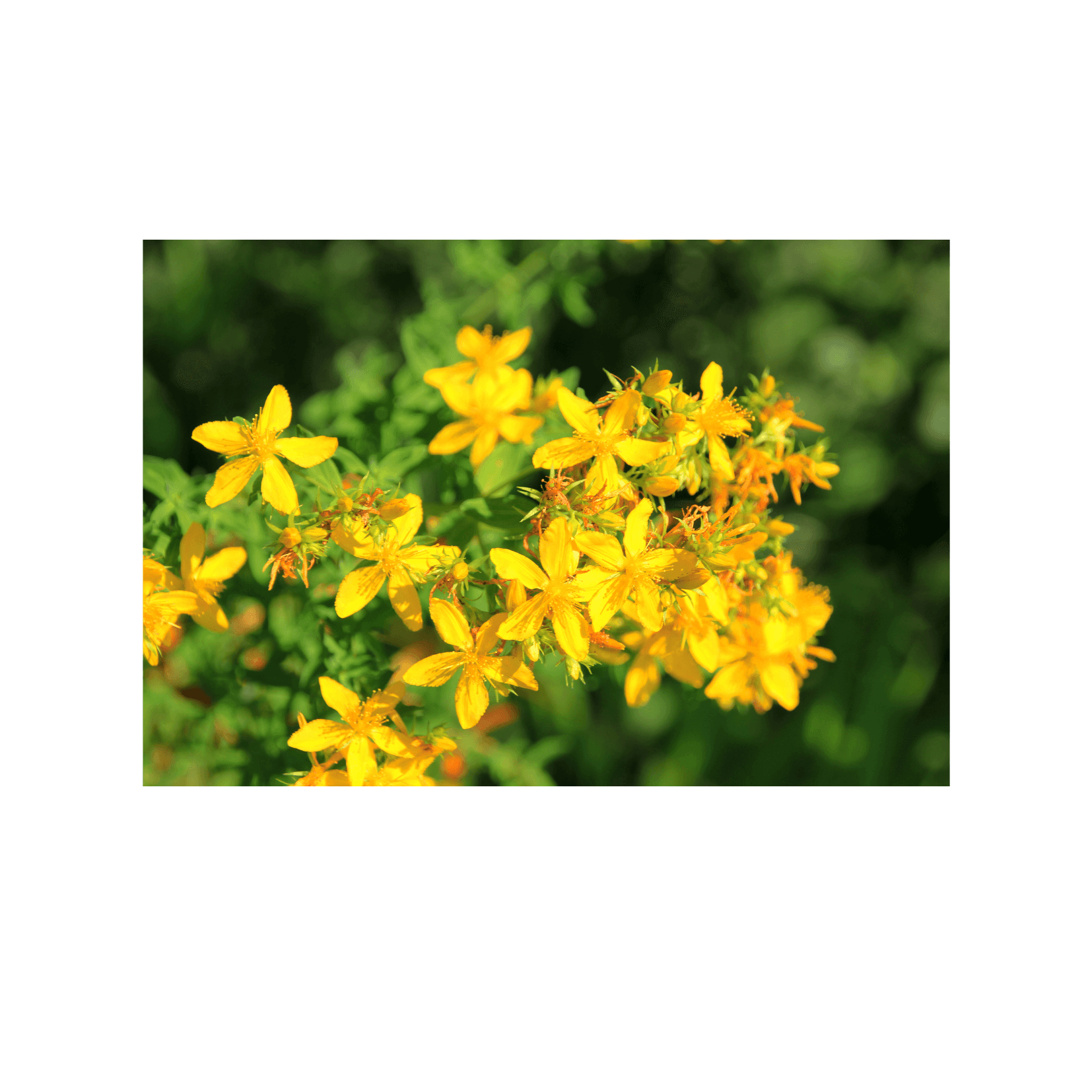 millepertuis Hypericum perforatum plante photosensibilisation primaire hypericines