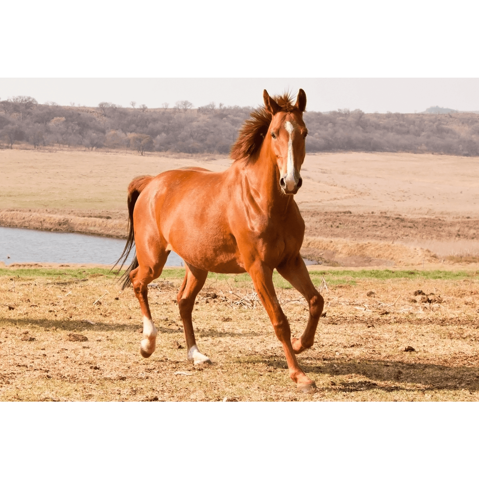 cheval peau clair zones moins pigment&eacute;es plus vuln&eacute;rables