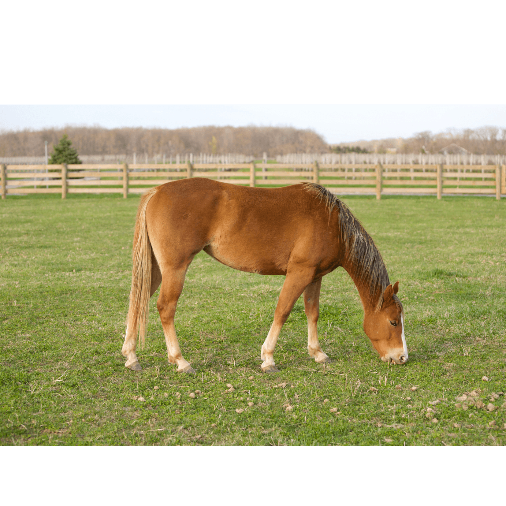 cheval broute p&acirc;turages plus sensible photosensibilisation