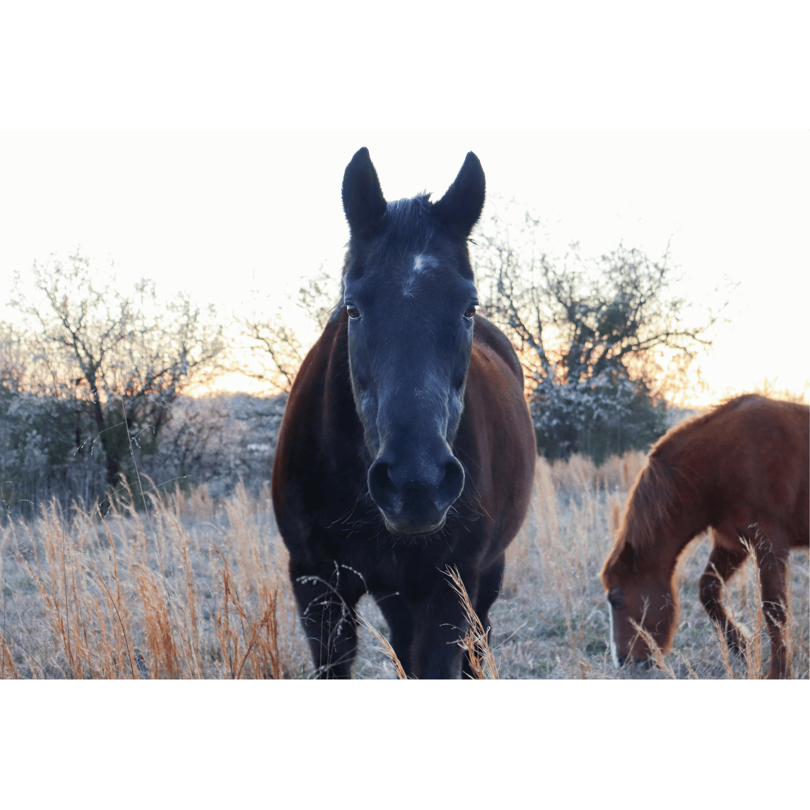 cheval &acirc;g&eacute; plus &agrave; risques photosensibilisation