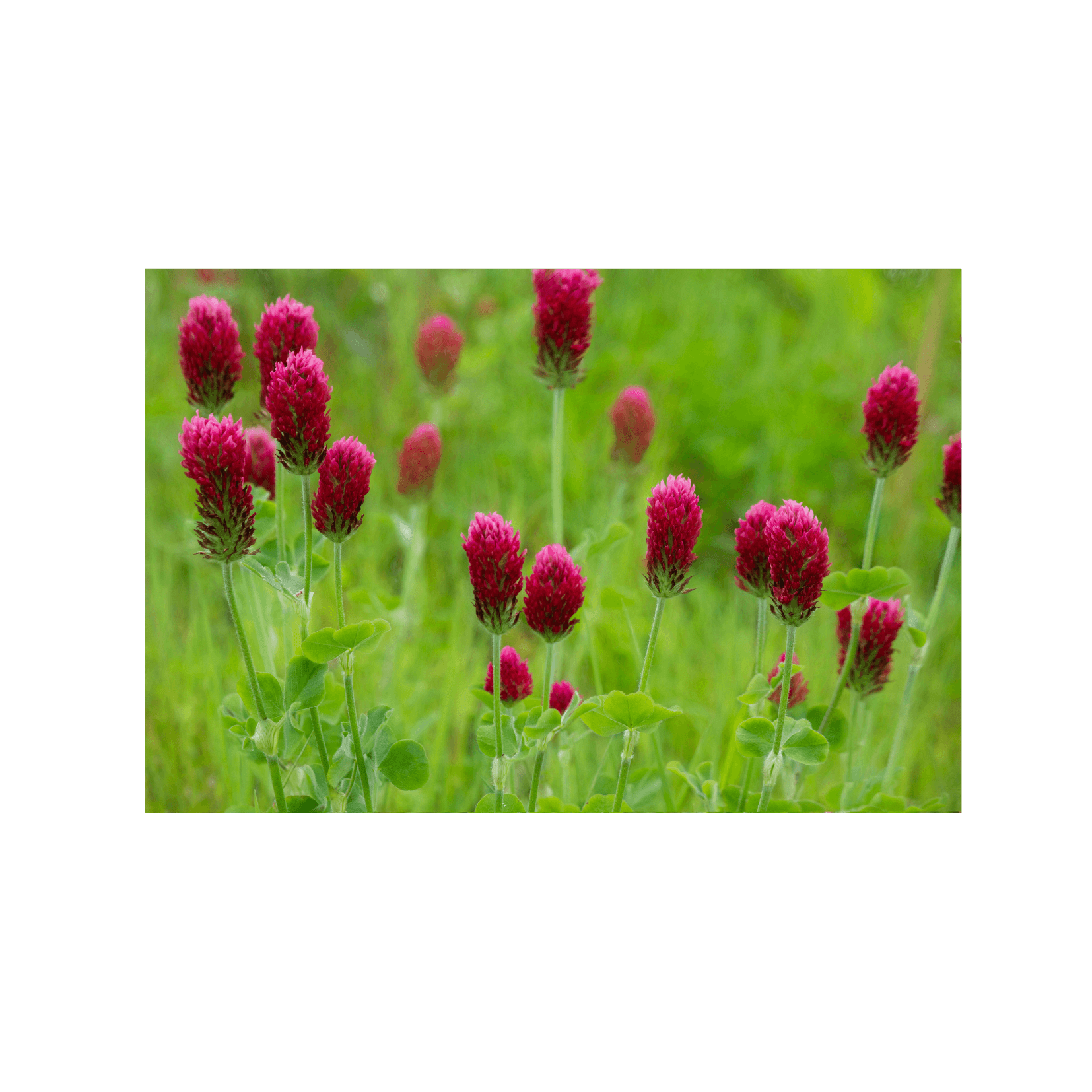 tr&egrave;fle incarnat trifolium incarnatum photosensibilisant pr&eacute;sence furocoumarines furanocoumarines